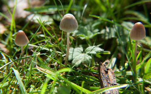 Magic Mushroom  Psilocybe semilanceata also known as Liberty Cap mushrooms, growing in Hampshire Photo Alamy